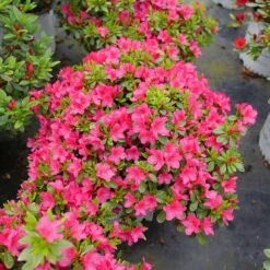 Perfecto Mundo Fuchsia Carpet™ Azalea 8 Perfecto Mundo Fuchsia Carpet™ Azalea -Greatgardenplants Azalea Perfect Mundo Fuchsia Carpet P1162212 800 800 60