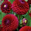 'Babette' Dahlia