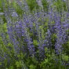 Decadence® 'Blueberry Sundae' False Indigo -Greatgardenplants Baptisia BlueberrySundae FalseIndigo