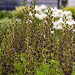Decadence® 'Dark Chocolate' False Indigo -Greatgardenplants Baptisia DarkChocolate FalseIndigo 2