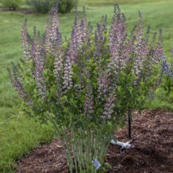 Decadence® 'Pink Truffles' False Indigo -Greatgardenplants Baptisia PinkTruffles FalseIndigo 2