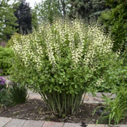 Decadence® 'Vanilla Cream' False Indigo -Greatgardenplants Baptisia VanillaCream FalseIndigo 2