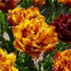'Bastia' Fringed Tulip -Greatgardenplants BastiaFringedTulip
