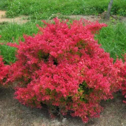 Sunjoy Neo® Barberry -Greatgardenplants Berberis Sunjoy Neo 3