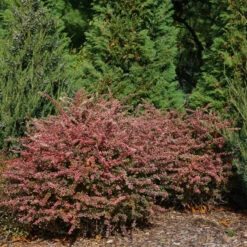 Sunjoy Sequins® Barberry -Greatgardenplants Berberis Sunjoy Sequins 3