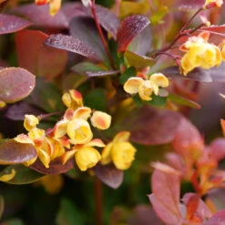 Sunjoy Todo® Barberry -Greatgardenplants Berberis Sunjoy Todo 3