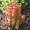 Sunjoy Orange Pillar™ Barberry -Greatgardenplants BerberisSunjoyOrangePillarP1106745 1080x1080 c962c12