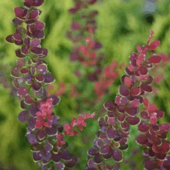 Sunjoy® Tangelo™ Barberry -Greatgardenplants BerberisSunjoyTangeloIMG 7911 800x800 55b5c5b