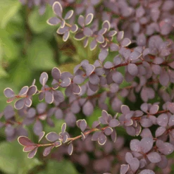 Sunjoy® Tangelo™ Barberry -Greatgardenplants BerberisSunjoyTangeloIMG 8161 800x800 4a26f60