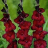 'Black Jack' Gladiolus -Greatgardenplants BlackJack Gladiolus