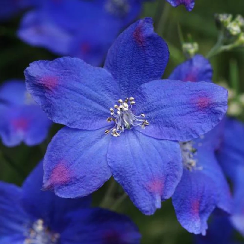 'Blue Butterfly' Delphinium 3 'Blue Butterfly' Delphinium