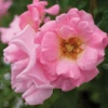 Blushing Drift® Rose -Greatgardenplants BlushingDrift