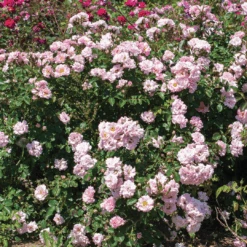 Blushing Drift® Rose -Greatgardenplants BlushingDrift 2