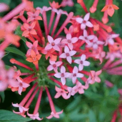 Estrellita Little Star™ Firecracker Bush -Greatgardenplants BouvardiaEstrellitaLittleStarP1094883 800x800 2b897eb