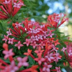 Estrellita Little Star™ Firecracker Bush