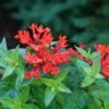 Estrellita™ Scarlet Firecracker Bush -Greatgardenplants Bouvardia Estrellita Scarlet P1228533 800 800 60