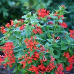 Estrellita™ Scarlet Firecracker Bush -Greatgardenplants Bouvardia Estrellita Scarlet P1228538 800 800 60