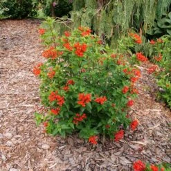 Estrellita™ Scarlet Firecracker Bush -Greatgardenplants Bouvardia Estrellita Scarlet P1238155 800 800 60