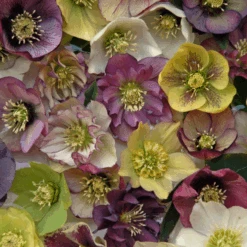 'Brandywine' Lenten Rose (Helleborus) -Greatgardenplants Brandywine Hellebore Helleborusorientalis 1