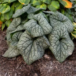 'Jack Of Diamonds' Siberian Bugloss -Greatgardenplants Brunnera Jack of Diamonds 2 P
