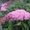 Pugster Pinker™ Butterfly Bush -Greatgardenplants Buddleia Pugster Pink 4 P