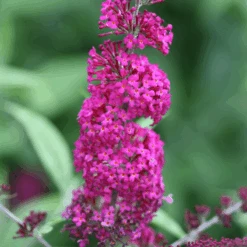 'Miss Ruby' Butterfly Bush -Greatgardenplants BuddleiaMissRubyIMG 7949 800x800 7754d1c