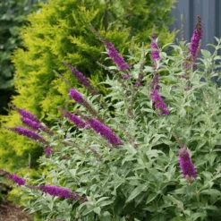 'Miss Violet' Butterfly Bush 10 'Miss Violet' Butterfly Bush -Greatgardenplants BuddleiaMissVioletIMG 0628 800x800 f2df8b8