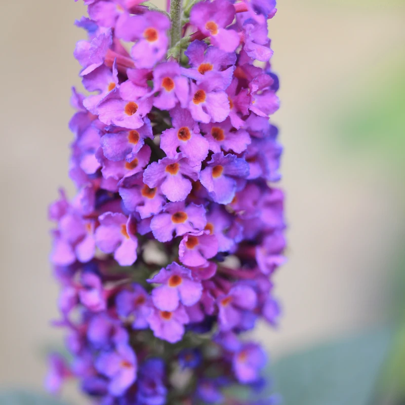 'Miss Violet' Butterfly Bush 4 'Miss Violet' Butterfly Bush - Image 2