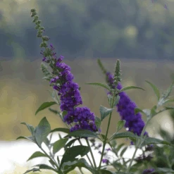 'Miss Violet' Butterfly Bush 9 'Miss Violet' Butterfly Bush -Greatgardenplants BuddleiaMissVioletP2540397 800x800 c121c21