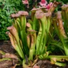 'Bug Bat' Pitcher Plant (Saracennia) -Greatgardenplants Bug Bat Pitcher Plant Saracennia