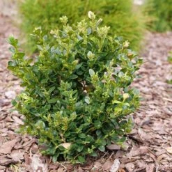 Neatball™ Boxwood -Greatgardenplants Buxus Neatball P1202484 800 800 60