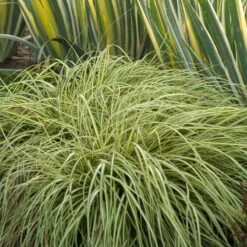 'Evergold' Sedge -Greatgardenplants CAREV1Q 5
