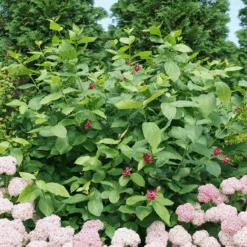 'Aphrodite' Sweetshrub -Greatgardenplants CalycanthusAphroditeDSC00826 800x800 8413a2a