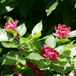 'Aphrodite' Sweetshrub -Greatgardenplants CalycanthusAphroditeP1071175 800x800 f746dfd