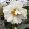Just Chill™ Double White Camellia -Greatgardenplants Camellia Just Chill Double White IMG 8348 800 800 60