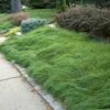 Pennsylvania Sedge -Greatgardenplants Carex pennsylvanica oak sedge 1