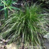 Eastern Star Sedge -Greatgardenplants Carex Radiata 04