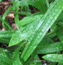 Plantain-Leaf Sedge -Greatgardenplants Carex plantaginea 02