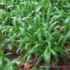 Plantain-Leaf Sedge -Greatgardenplants Carex plantaginea 03