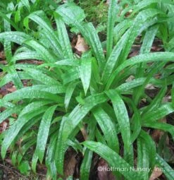 Plantain-Leaf Sedge -Greatgardenplants Carex plantaginea 04