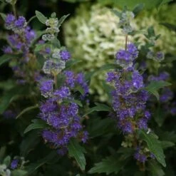 Beyond Midnight® Bluebeard -Greatgardenplants Caryopteris Beyond Midnight 3 P 31df8b38 198c 4262 97f4 d46a339bb904 sw