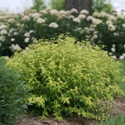Sunshine Blue® II Bluebeard -Greatgardenplants Caryopteris Sunshine Blue II 4 P