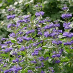Beyond Midnight® Bluebeard -Greatgardenplants CaryopterisBeyondMidnightP1014734 800x800 b51c260