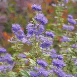 Beyond Midnight® Bluebeard -Greatgardenplants CaryopterisBeyondMidnightP1014894 800x800 c72d939