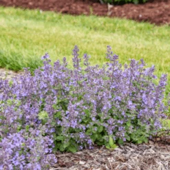 'Catwalk Queen' Catmint (Nepeta) -Greatgardenplants CatwalkQueen Catmint Nepeta 2