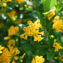 Juiced™ Orange Jessamine -Greatgardenplants CestrumJuicedOrangeP1184599 1080x1080 06bdbae