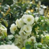 Double Take Eternal White™ Flowering Quince 1 Double Take Eternal White™ Flowering Quince -Greatgardenplants ChaenomelesDoubleTakeEternalWhiteDSC05805 1080x1080 cd937e0