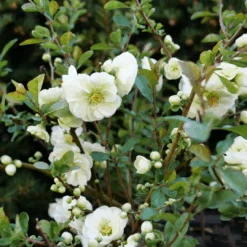 Double Take Eternal White™ Flowering Quince 9 Double Take Eternal White™ Flowering Quince -Greatgardenplants ChaenomelesDoubleTakeEternalWhiteP1151363 1080x1080 ea480fc