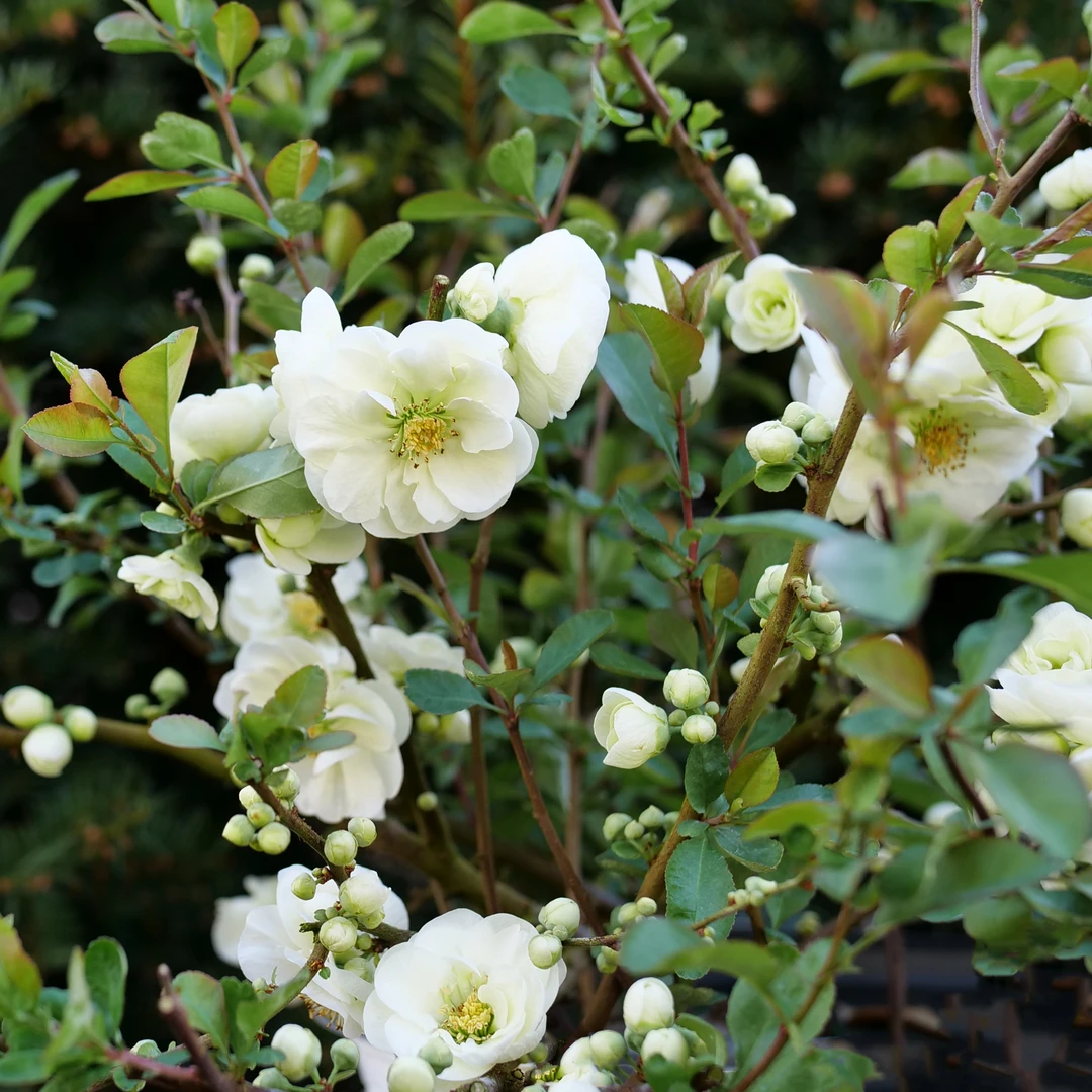 Double Take Eternal White™ Flowering Quince 5 Double Take Eternal White™ Flowering Quince - Image 3
