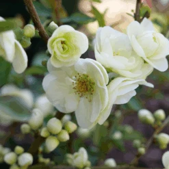 Double Take Eternal White™ Flowering Quince 10 Double Take Eternal White™ Flowering Quince -Greatgardenplants ChaenomelesDoubleTakeEternalWhiteP1151371 1080x1080 18aece4